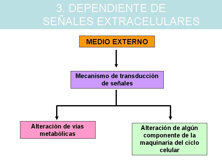 3. DEPENDIENTE DE SEÑALES EXTRACELULARES MEDIO EXTERNO Mecanismo de transducción de señales Alteración de 3. DEPENDIENTE DE SEÑALES EXTRACELULARES MEDIO EXTERNO Mecanismo de transducción de señales Alteración de