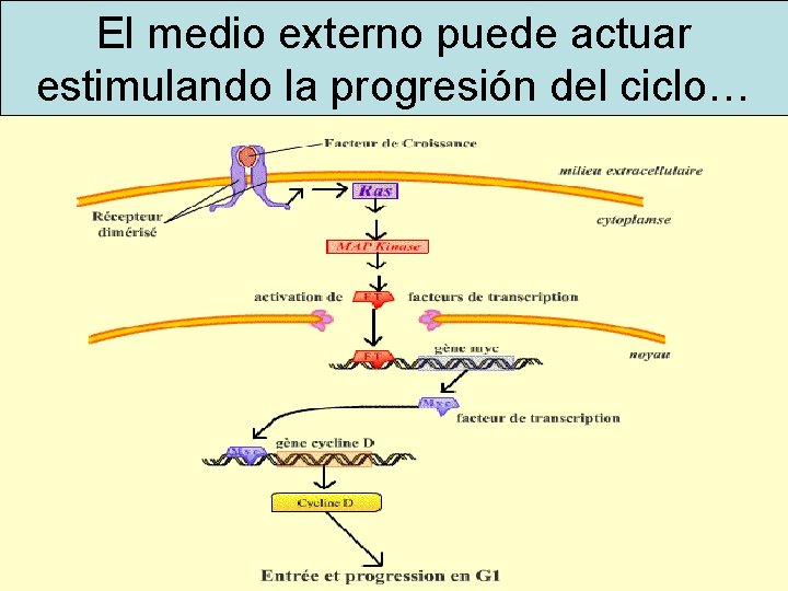 El medio externo puede actuar estimulando la progresión del ciclo… El medio externo puede actuar estimulando la progresión del ciclo…