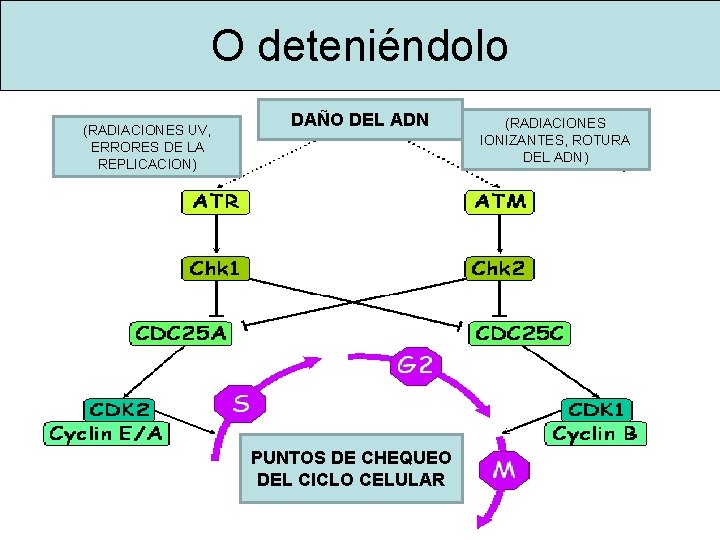 O deteniéndolo (RADIACIONES UV, ERRORES DE LA REPLICACION) DAÑO DEL ADN PUNTOS DE CHEQUEO O deteniéndolo (RADIACIONES UV, ERRORES DE LA REPLICACION) DAÑO DEL ADN PUNTOS DE CHEQUEO