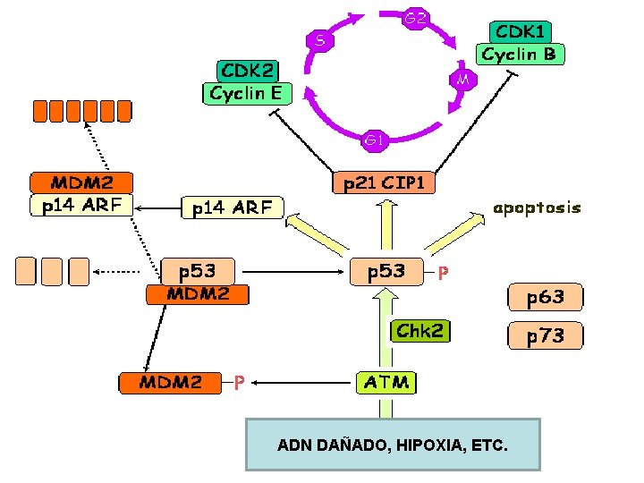 ADN DAÑADO, HIPOXIA, ETC. ADN DAÑADO, HIPOXIA, ETC.