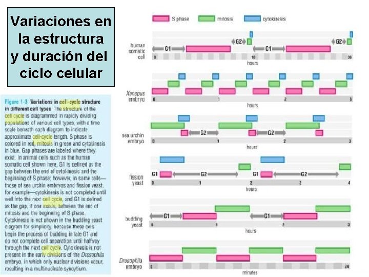 Variaciones en la estructura y duración del ciclo celular Variaciones en la estructura y duración del ciclo celular