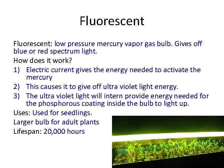 Fluorescent: low pressure mercury vapor gas bulb. Gives off blue or red spectrum light.