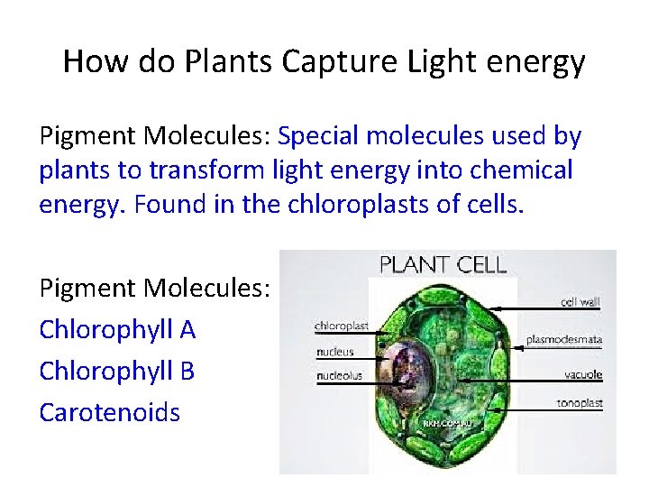 How do Plants Capture Light energy Pigment Molecules: Special molecules used by plants to