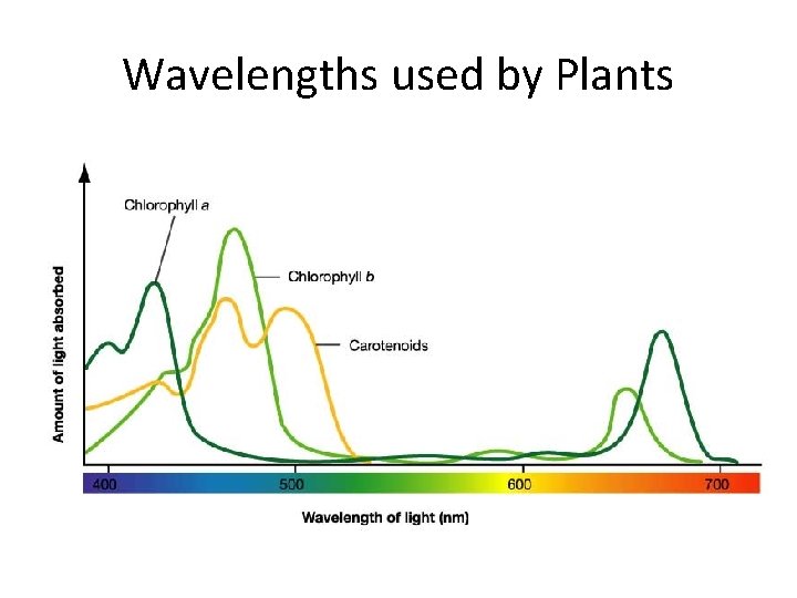 Wavelengths used by Plants 