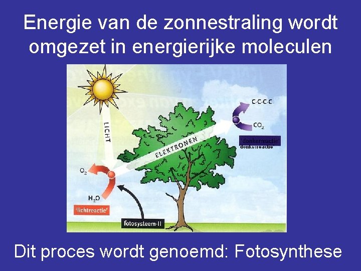 Energie van de zonnestraling wordt omgezet in energierijke moleculen Dit proces wordt genoemd: Fotosynthese