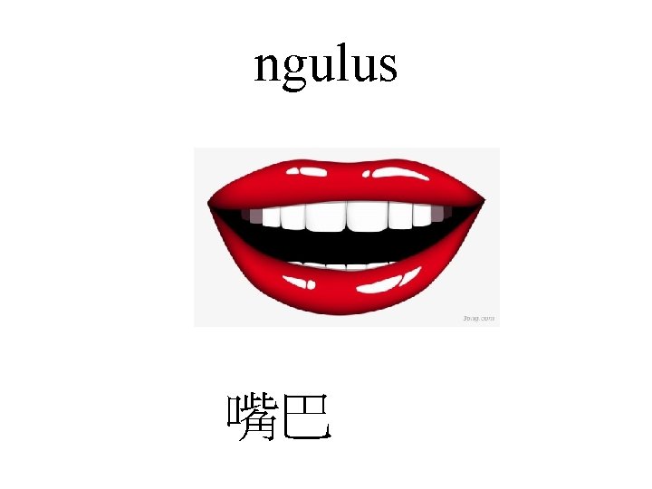 ngulus 嘴巴 