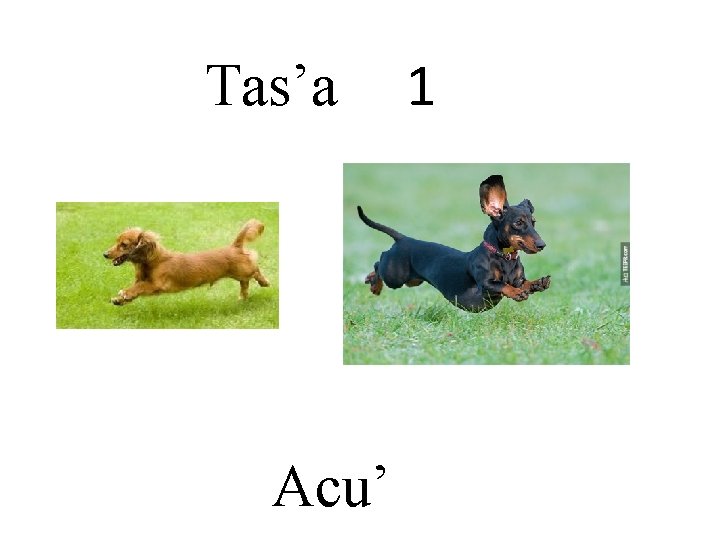 Tas’a Acu’ 1 