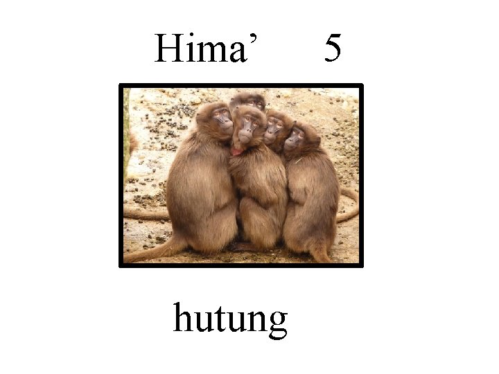 Hima’ hutung 5 