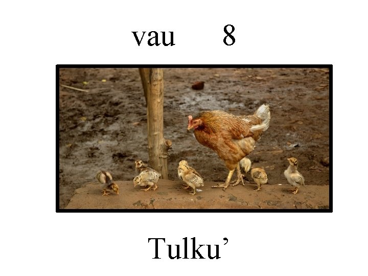 vau 8 Tulku’ 