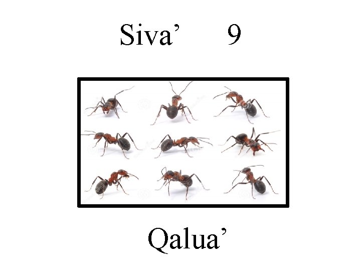 Siva’ 9 Qalua’ 