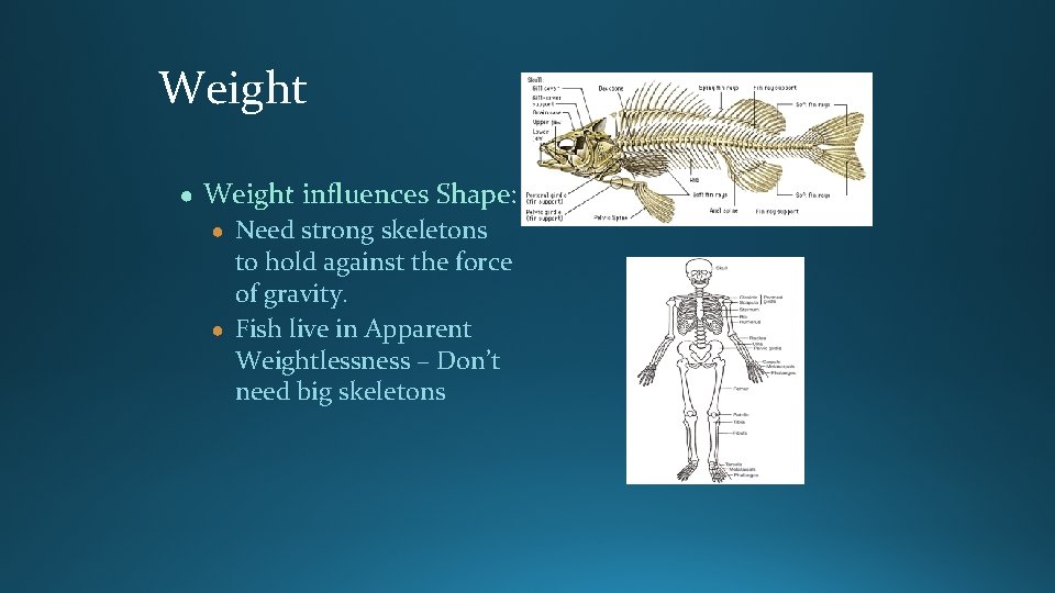 Weight ● Weight influences Shape: ● Need strong skeletons to hold against the force Weight ● Weight influences Shape: ● Need strong skeletons to hold against the force