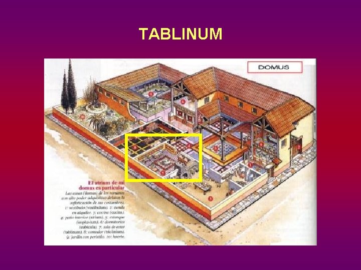 TABLINUM 