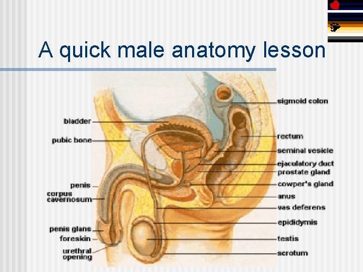 A quick male anatomy lesson 