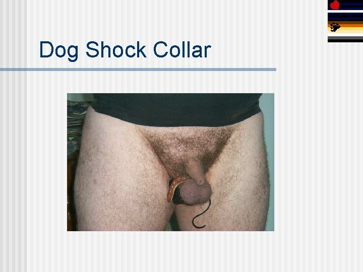 Dog Shock Collar 