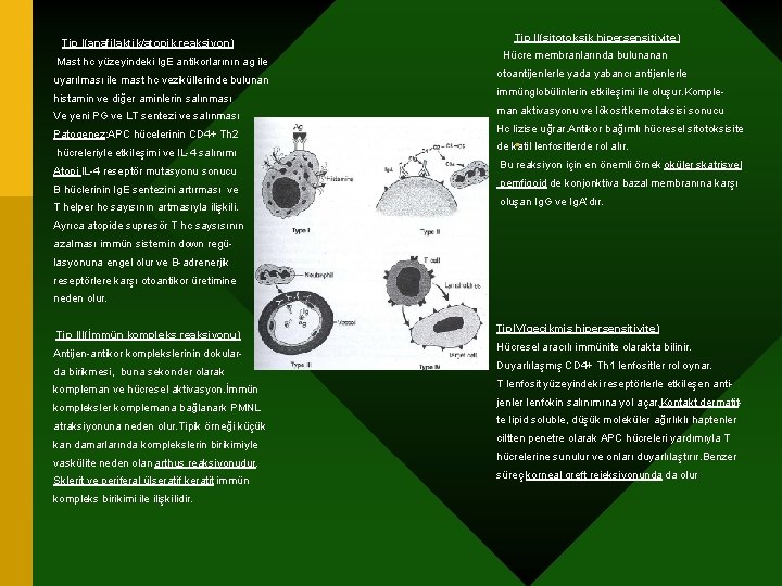 Tip I(anafilaktik/atopik reaksiyon) Mast hc yüzeyindeki Ig. E antikorlarının ag ile uyarılması ile mast