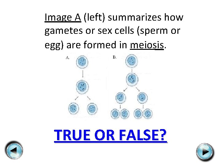 Image A (left) summarizes how gametes or sex cells (sperm or egg) are formed