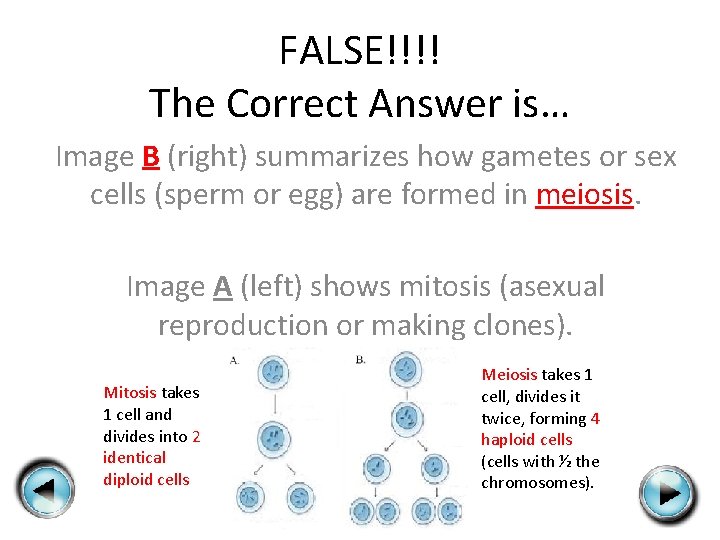 FALSE!!!! The Correct Answer is… Image B (right) summarizes how gametes or sex cells