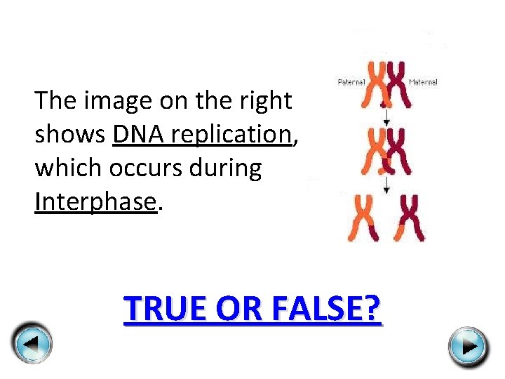 The image on the right shows DNA replication, which occurs during Interphase. TRUE OR