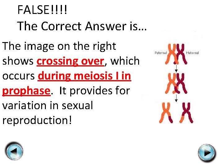 FALSE!!!! The Correct Answer is… The image on the right shows crossing over, which