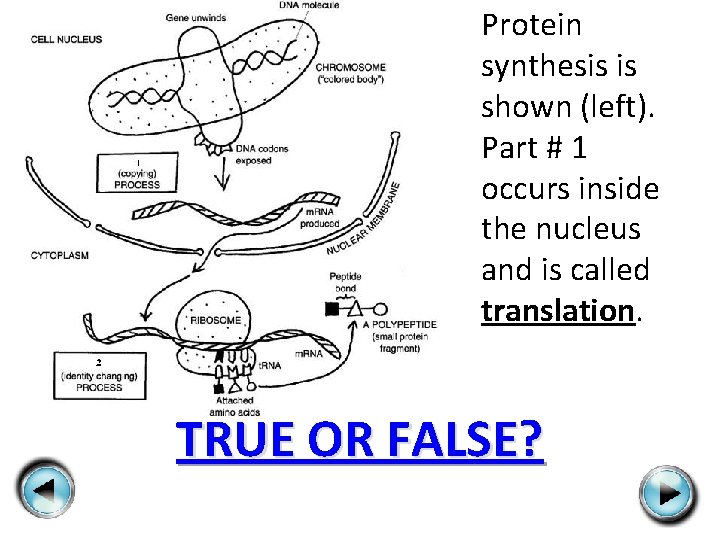 Protein synthesis is shown (left). Part # 1 occurs inside the nucleus and is