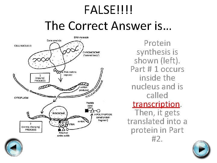 FALSE!!!! The Correct Answer is… Protein synthesis is shown (left). Part # 1 occurs