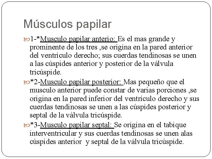 Músculos papilar 1 -*Musculo papilar anterio: Es el mas grande y prominente de los