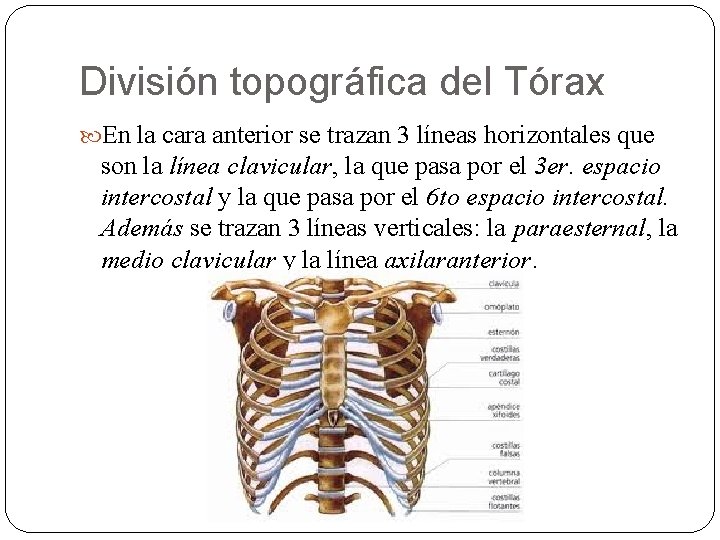 División topográfica del Tórax En la cara anterior se trazan 3 líneas horizontales que