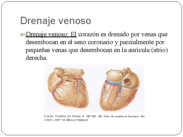 Drenaje venoso: El corazón es drenado por venas que desembocan en el seno coronario