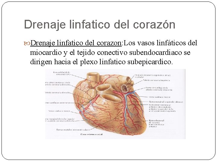 Drenaje linfatico del corazón Drenaje linfatico del corazon: Los vasos linfáticos del miocardio y