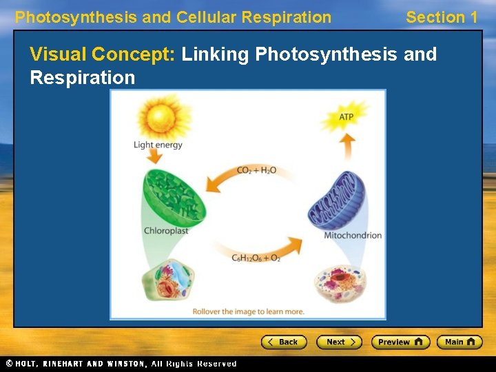 Photosynthesis and Cellular Respiration Section 1 Visual Concept: Linking Photosynthesis and Respiration 