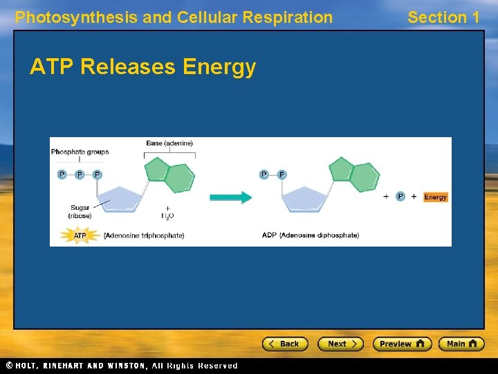 Photosynthesis and Cellular Respiration ATP Releases Energy Section 1 