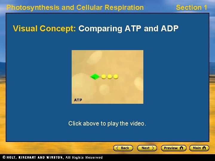 Photosynthesis and Cellular Respiration Section 1 Visual Concept: Comparing ATP and ADP Click above