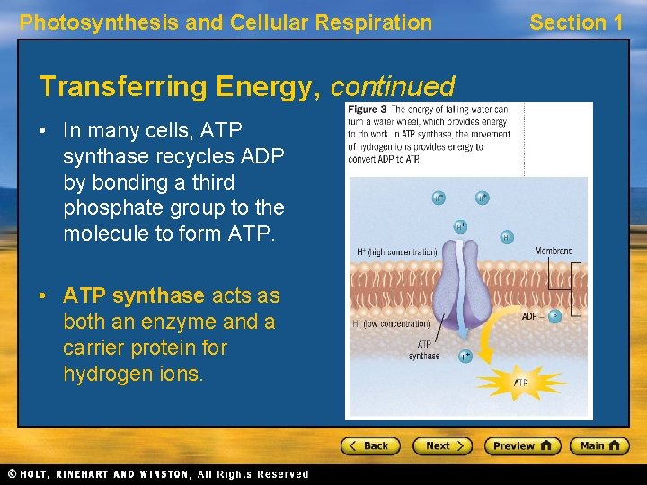 Photosynthesis and Cellular Respiration Transferring Energy, continued • In many cells, ATP synthase recycles