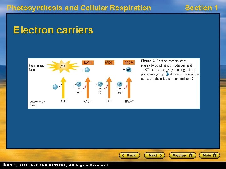 Photosynthesis and Cellular Respiration Electron carriers Section 1 