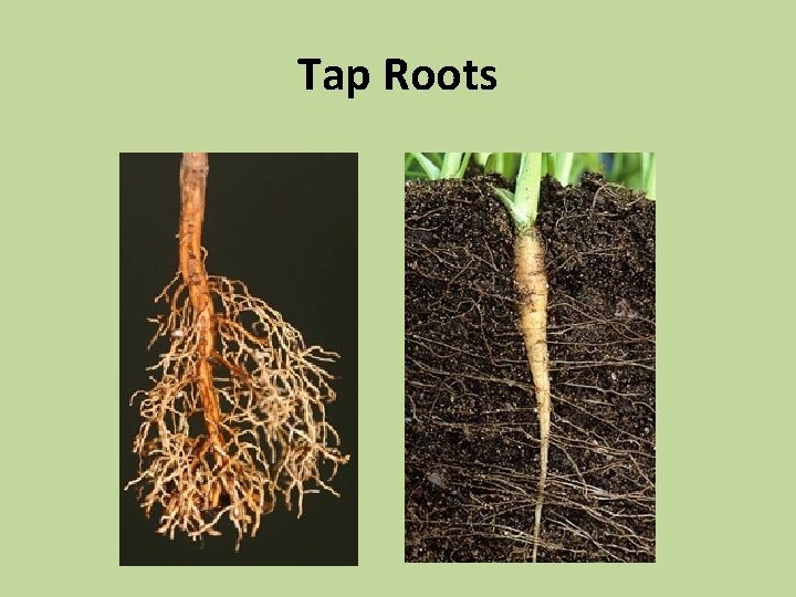 Tap Roots 