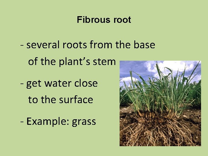 Fibrous root - several roots from the base of the plant’s stem - get