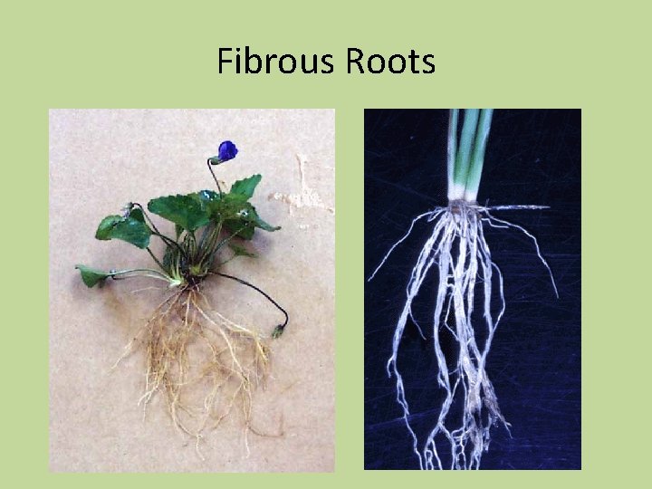 Fibrous Roots 