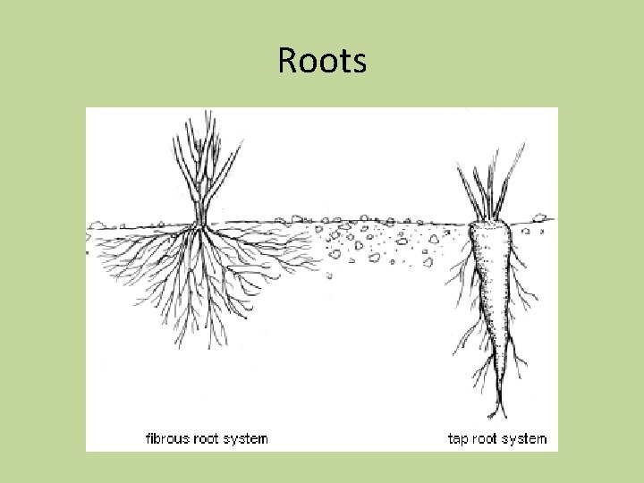 Roots 