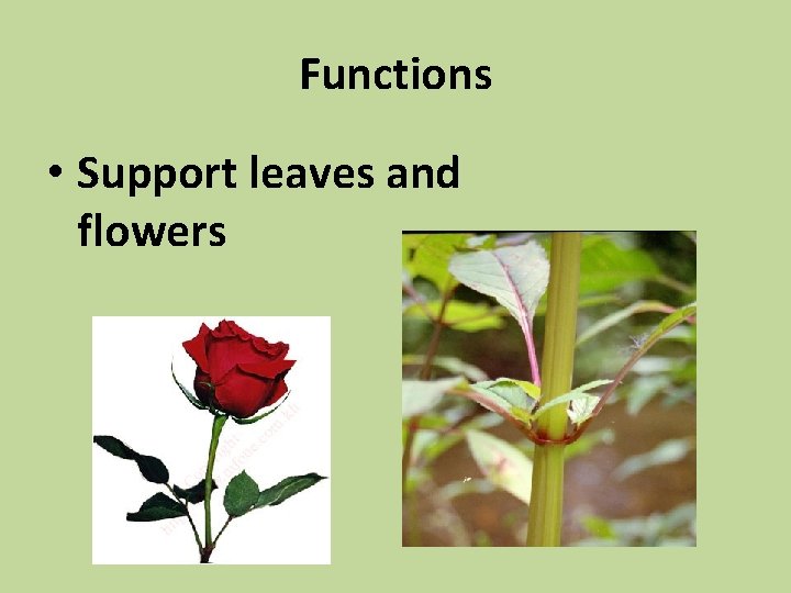 Functions • Support leaves and flowers 