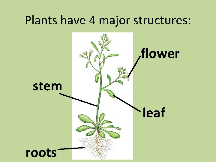 Plants have 4 major structures: flower stem leaf roots 