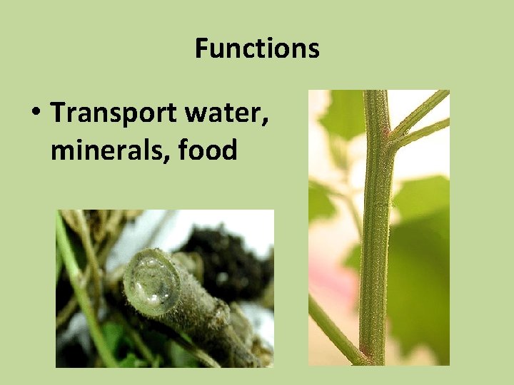 Functions • Transport water, minerals, food 