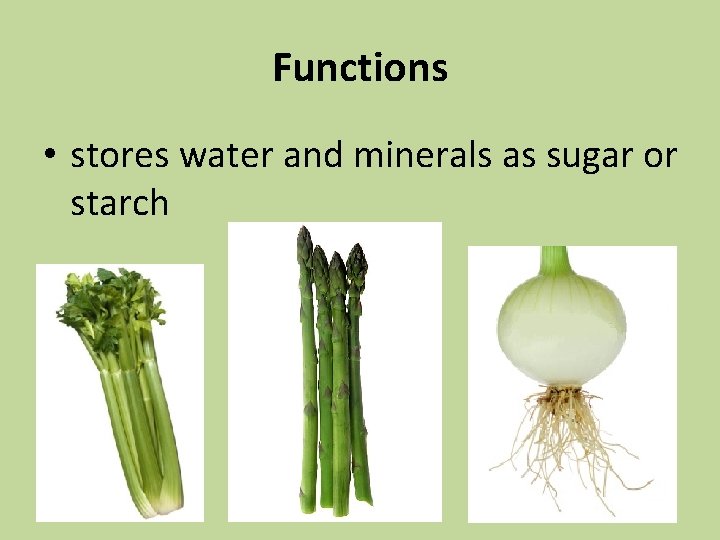 Functions • stores water and minerals as sugar or starch 