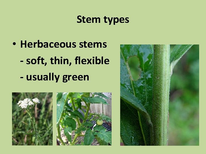 Stem types • Herbaceous stems - soft, thin, flexible - usually green 