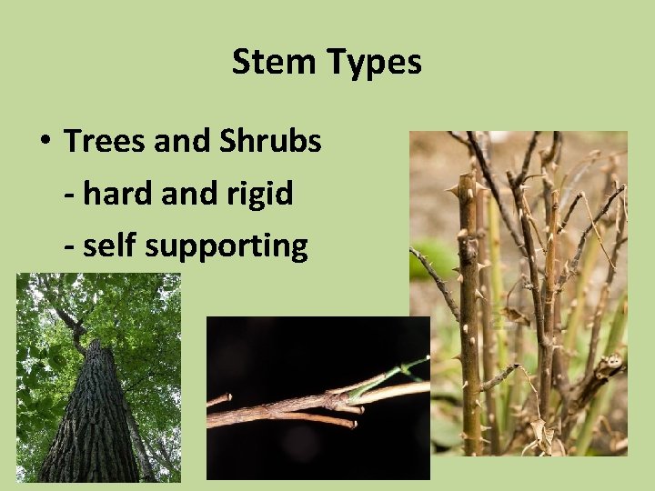 Stem Types • Trees and Shrubs - hard and rigid - self supporting 