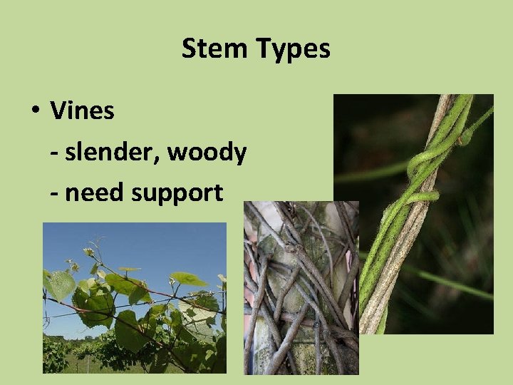 Stem Types • Vines - slender, woody - need support 