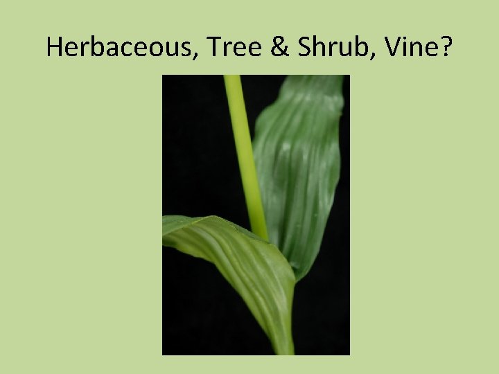 Herbaceous, Tree & Shrub, Vine? 