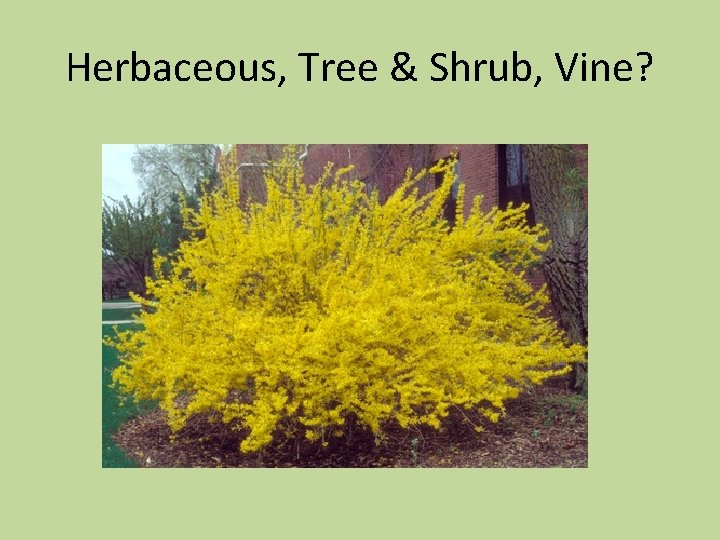 Herbaceous, Tree & Shrub, Vine? 