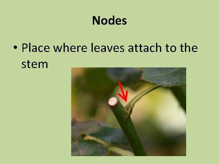 Nodes • Place where leaves attach to the stem 