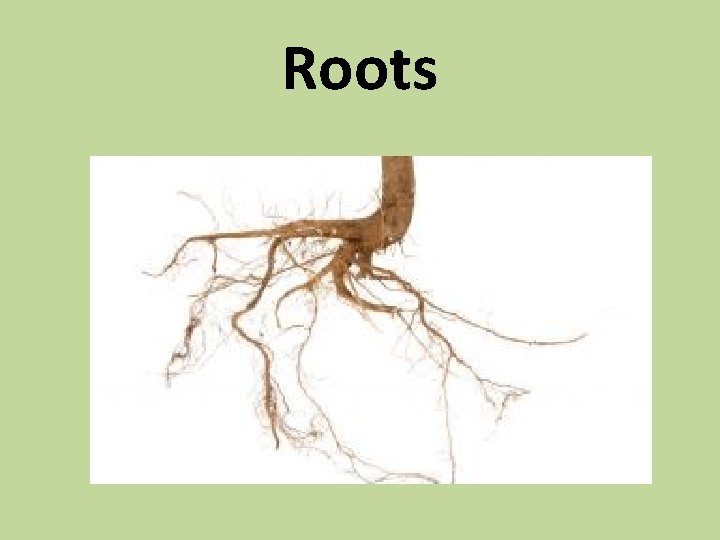 Roots 