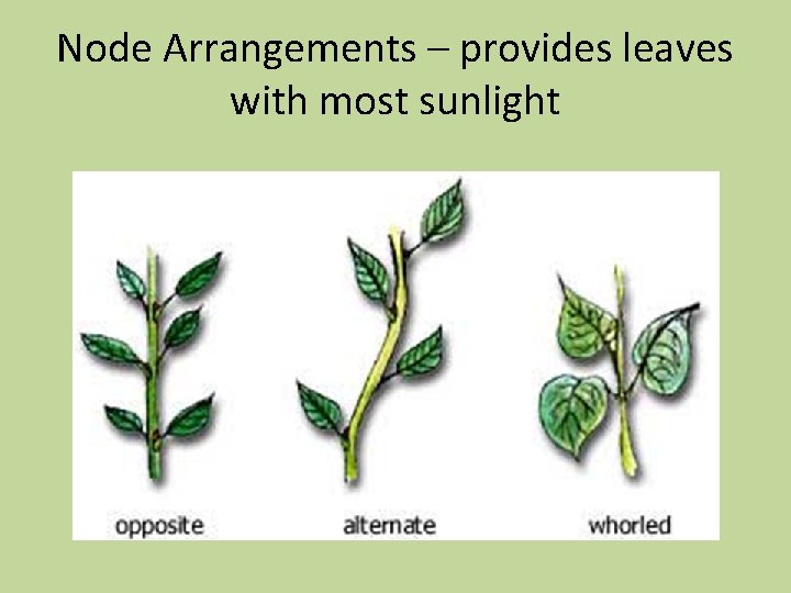 Node Arrangements – provides leaves with most sunlight 